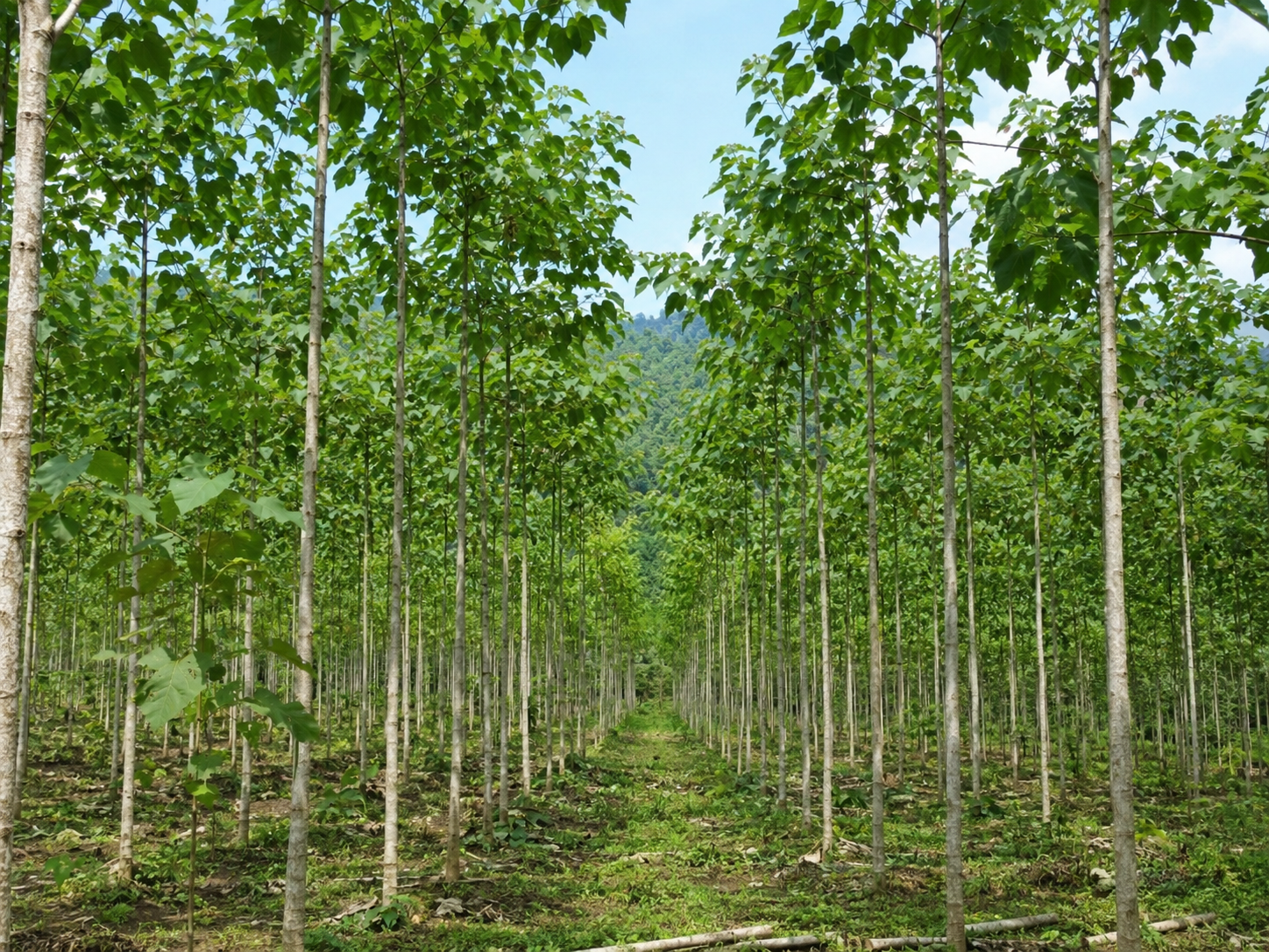 Plantaci&oacute;n de bolaina estrat&eacute;gica