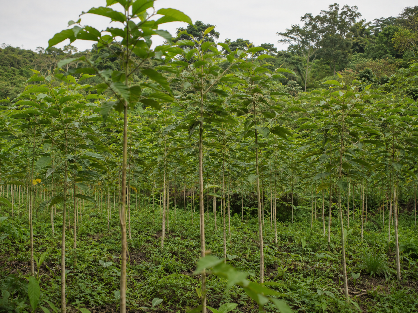 Melina (Gmelina arborea) en plantaci&oacute;n forestal