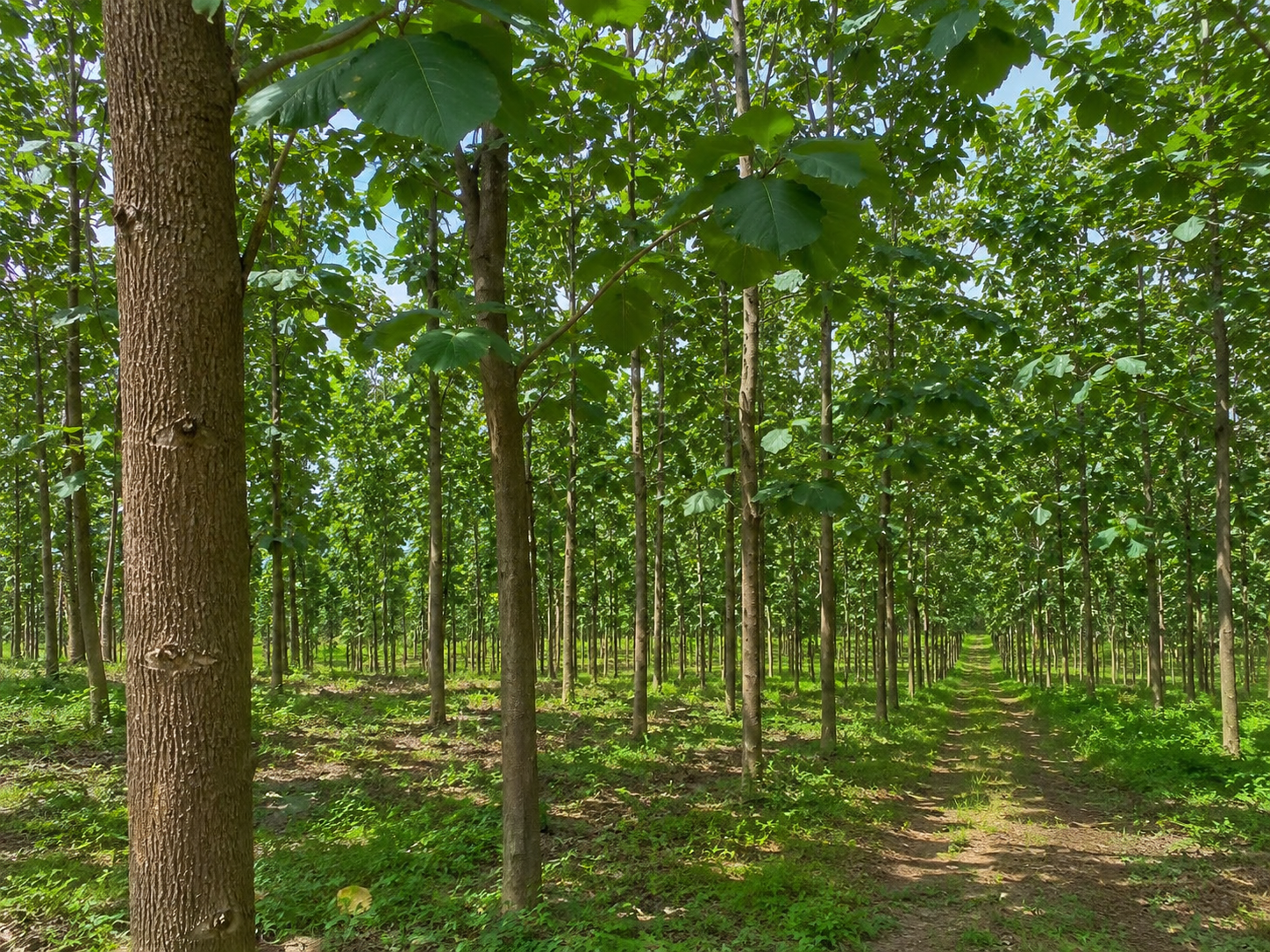 Teca (Tectona grandis) en plantaci&oacute;n forestal