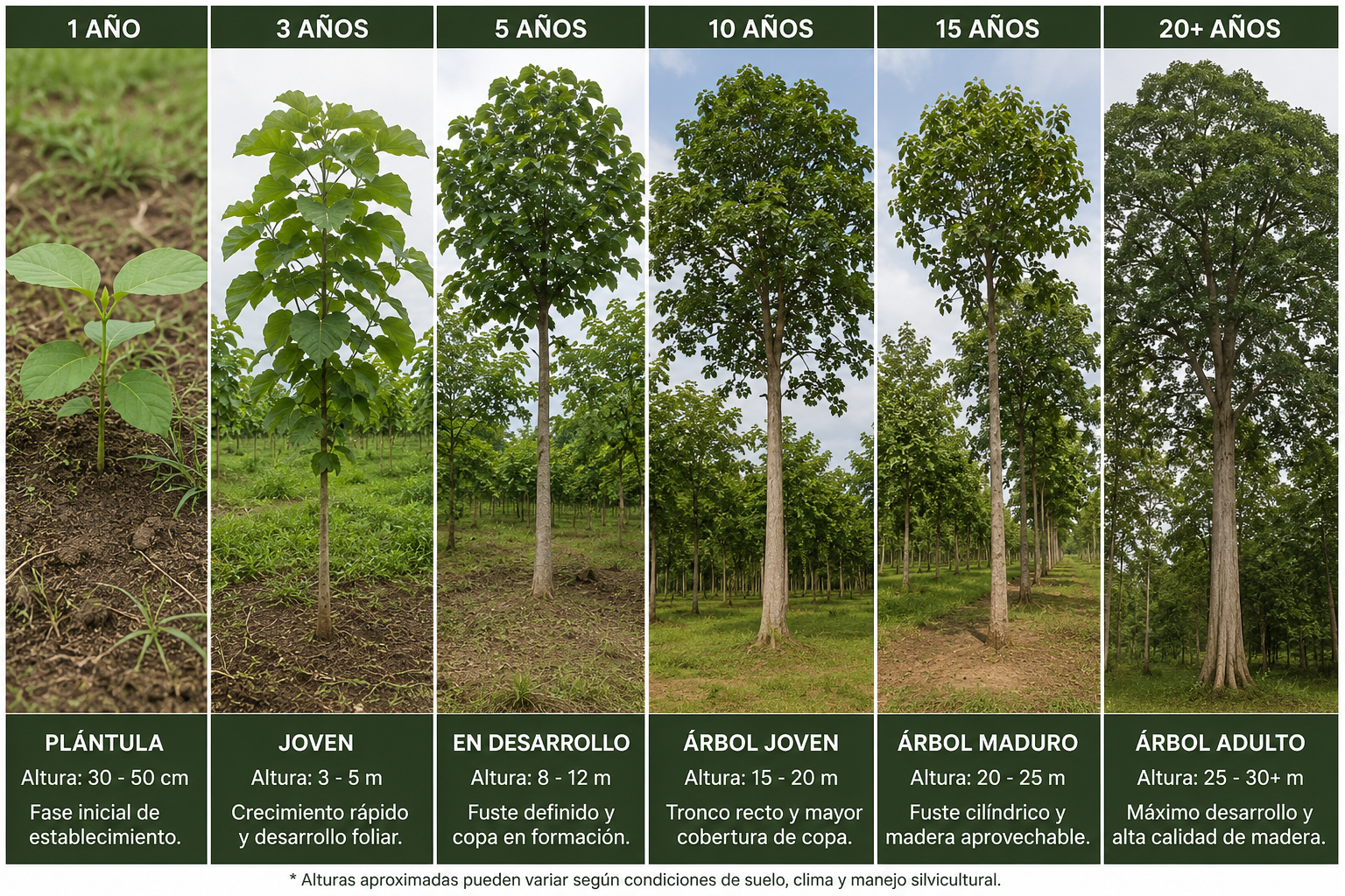 Etapas de crecimiento de la bolaina