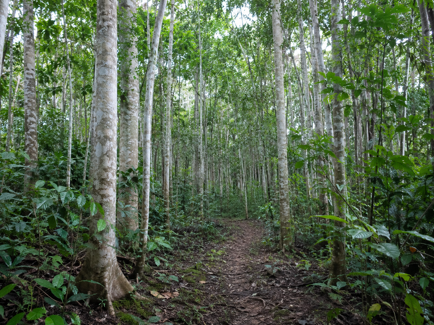 Bosque amaz&oacute;nico JHYPERIONM