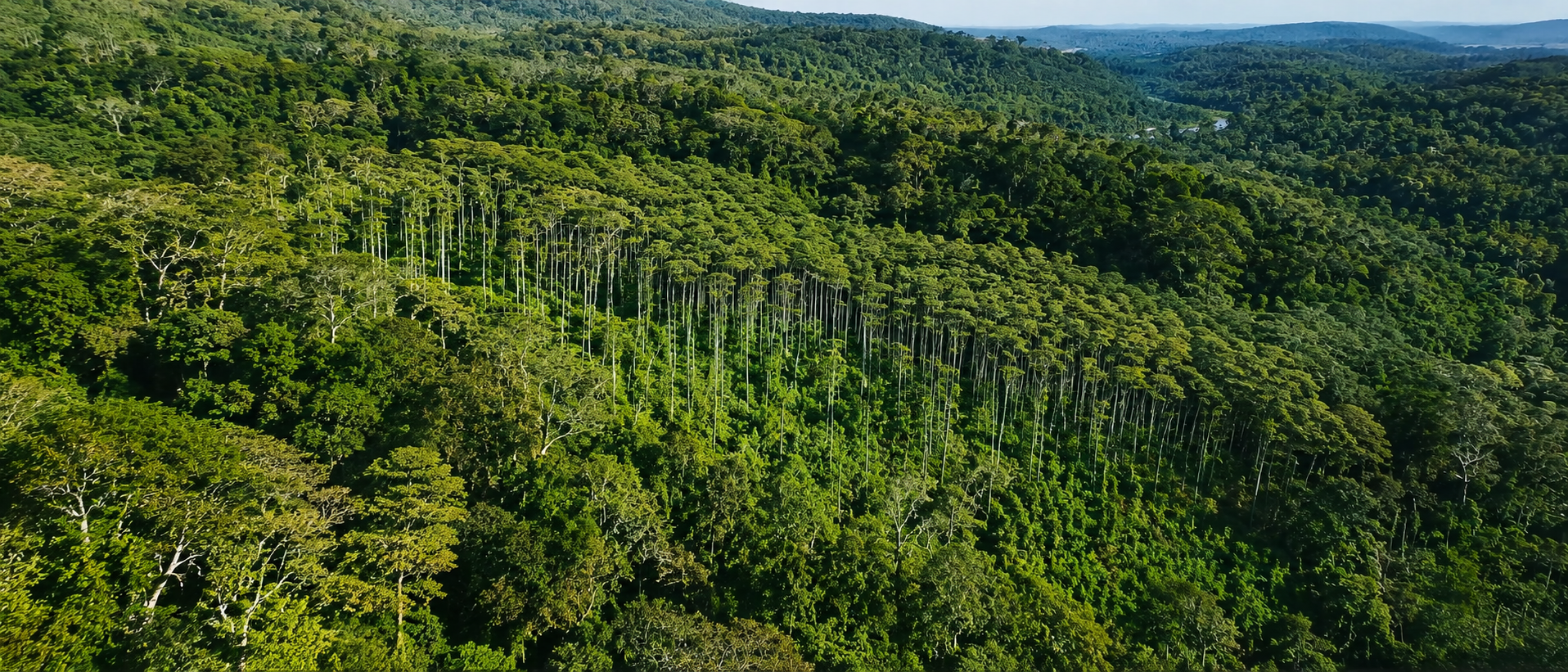 Noticias forestales